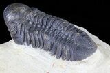 Lot: Assorted Devonian Trilobites - Pieces #80737-5
